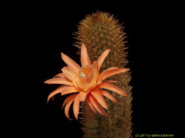HWH Montezuma 2548